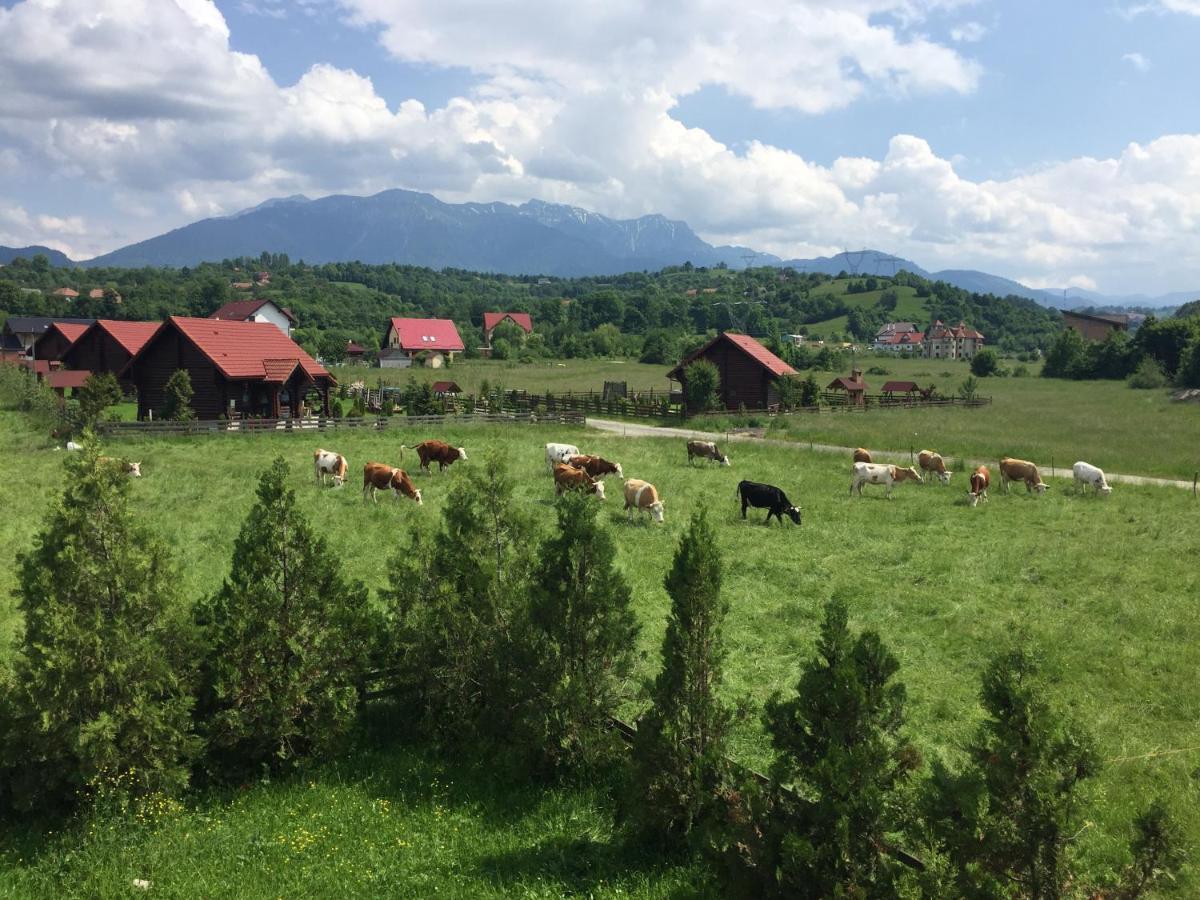 Bran White Clouds House And Chalet Kültér fotó